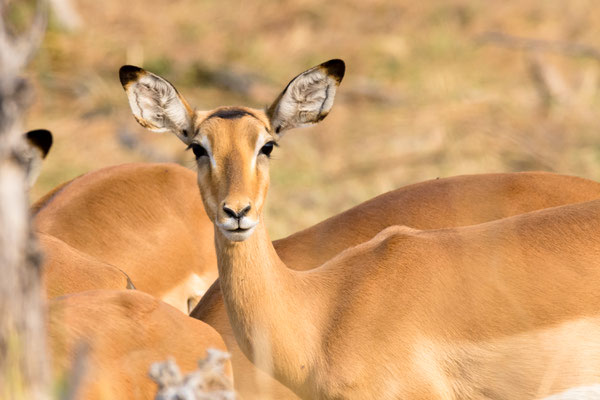 Impala