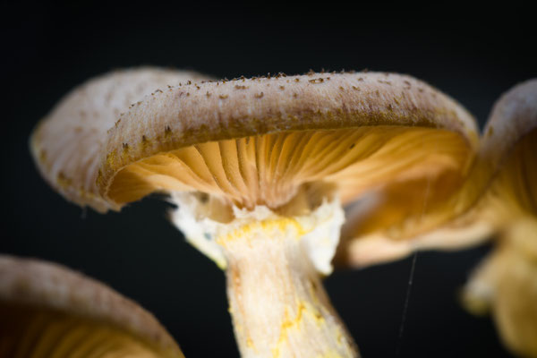 Pilz  105mm  1/2sec  f13  ISO100