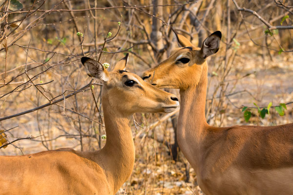 Impala