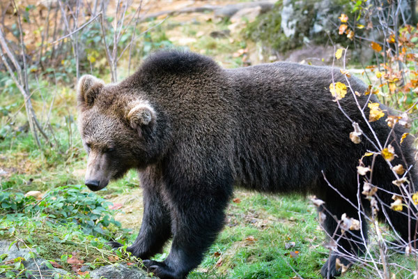 Braunbär 150mm  1/250  f5,0  ISO3600