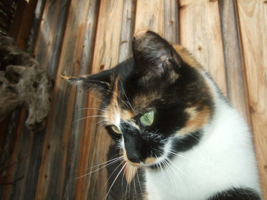 Milly