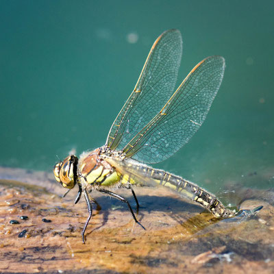 Libelle - Makrofotografie in Trier