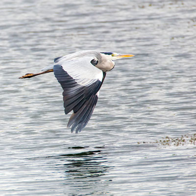 Graureiher im Flug