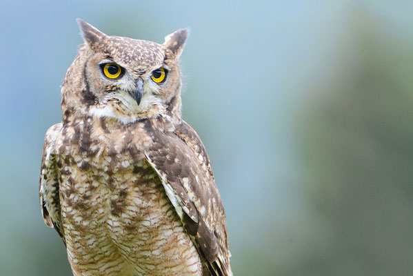 Eule - Tierfotografie Trier