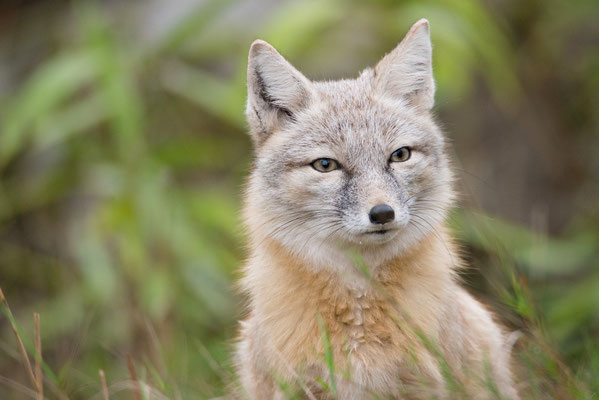 Fuchs - Tierfotograf in Trier