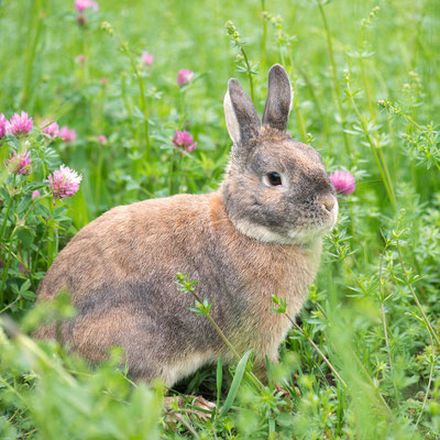 Kaninchen Fotoshooting in Trier