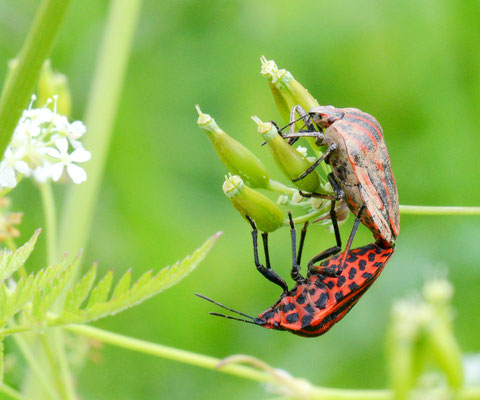 Käfer bei der Paarung