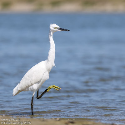 Kleine zilverreiger