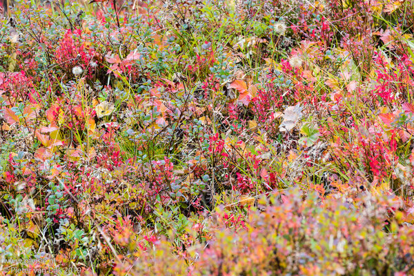 Herfstkleuren