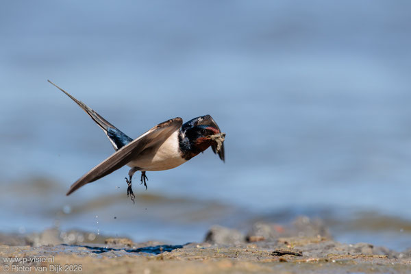 Boerenzwaluw met modder voor het nest