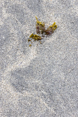 Zeewier op het strand