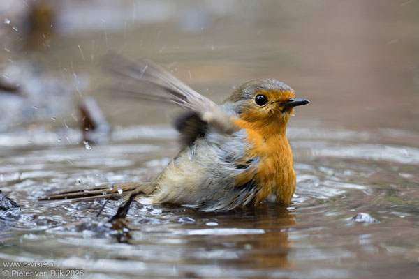 Badende roodborst