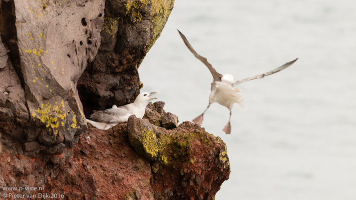 Noordse stormvogels