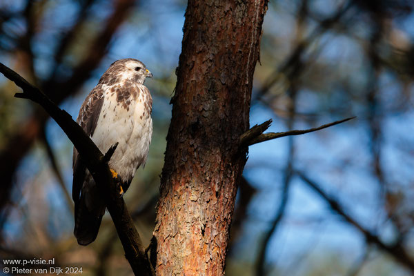 Buizerd in het zonlicht