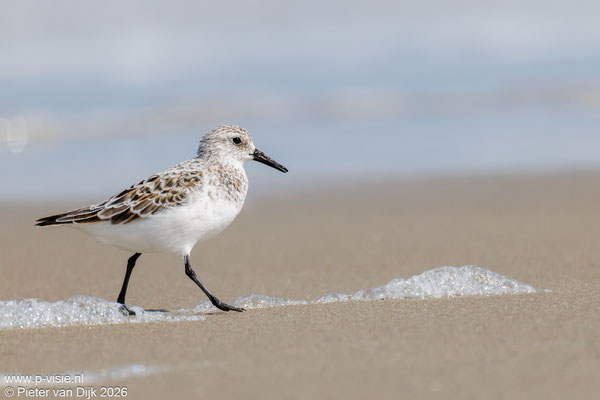 Drieteenstrandloper