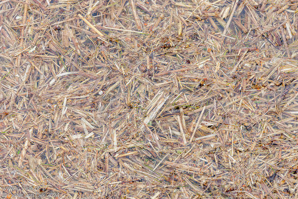 Gras en riet in het water