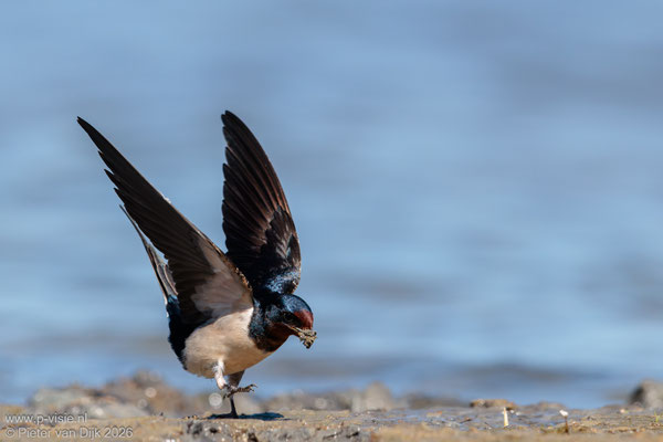 Boerenzwaluw met modder voor het nest