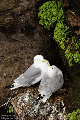 Drieteenmeeuwen op nest