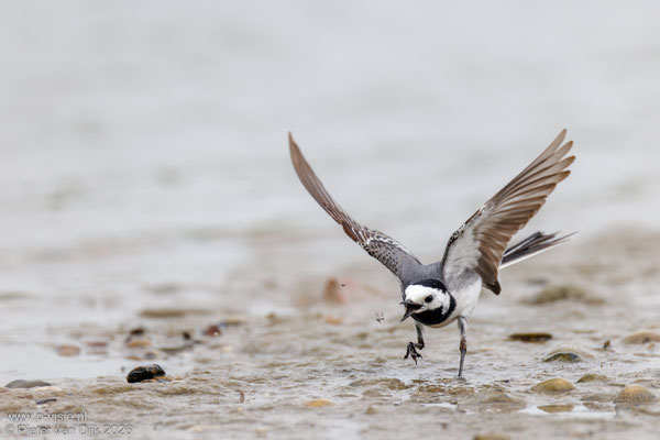 Witte kwikstaart jaagt op insecten