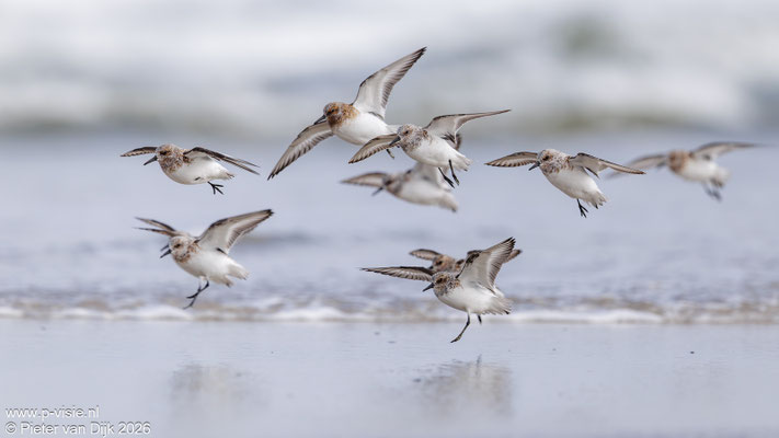 Drieteenstrandlopers