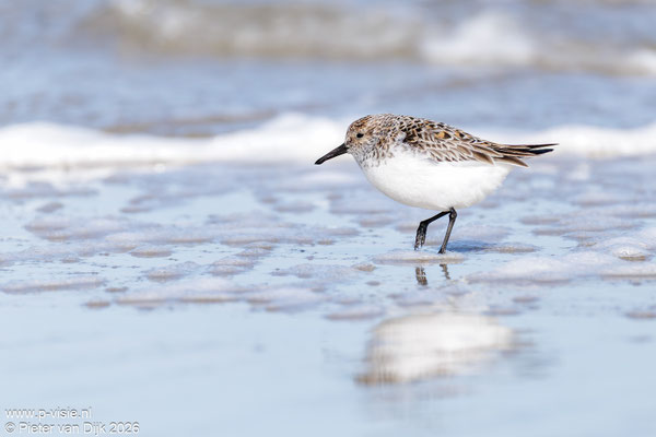 Drieteenstrandloper