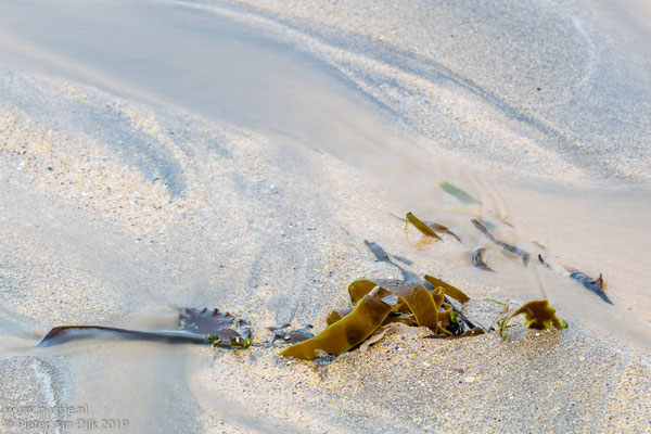 Zeewier op het strand