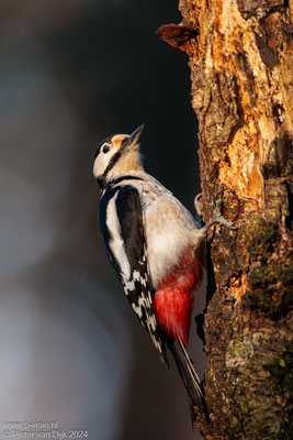 Grote bonte specht in het zonlicht