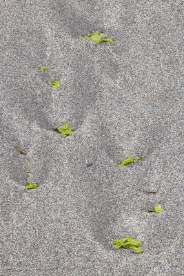 Wier op het strand