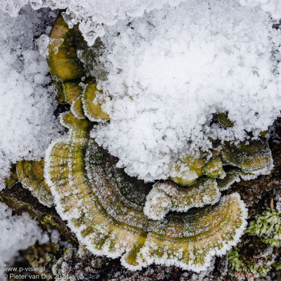 Paddenstoel met sneeuw en ijskristallen