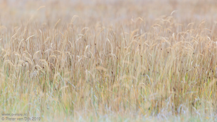 Gras in de duinen