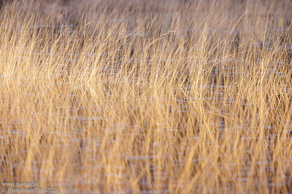 Gras in het zonlicht