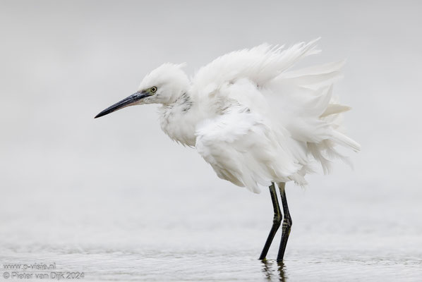 Kleine zilverreiger