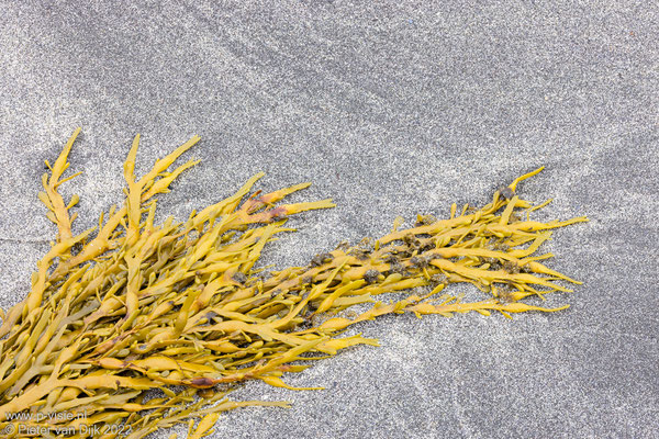 Zeewier op het strand