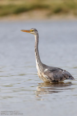 Jonge blauwe reiger