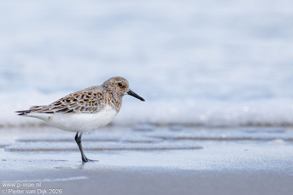 Drieteenstrandloper