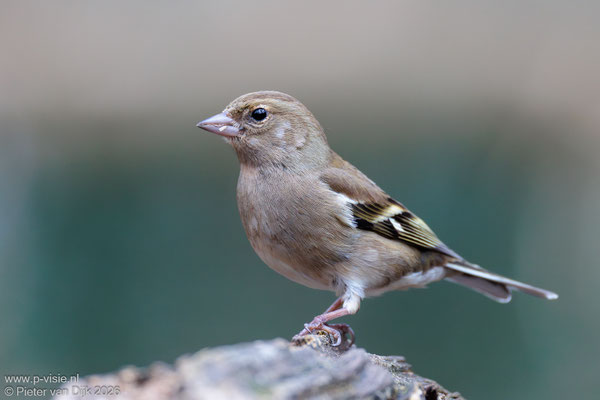 Vink (v)