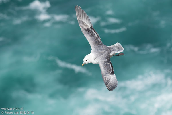 Noordse stormvogel