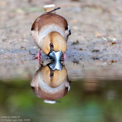 Appelvink