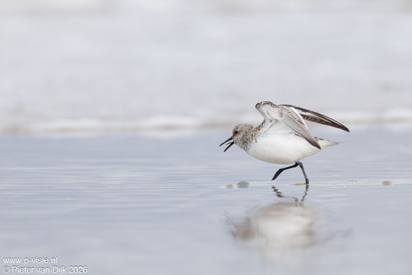 Drieteenstrandloper