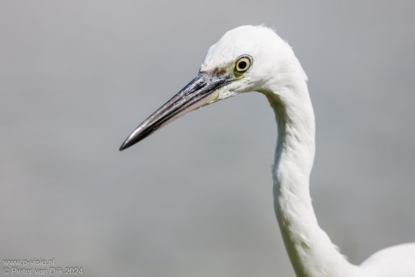 Portret van een kleine zilverreiger
