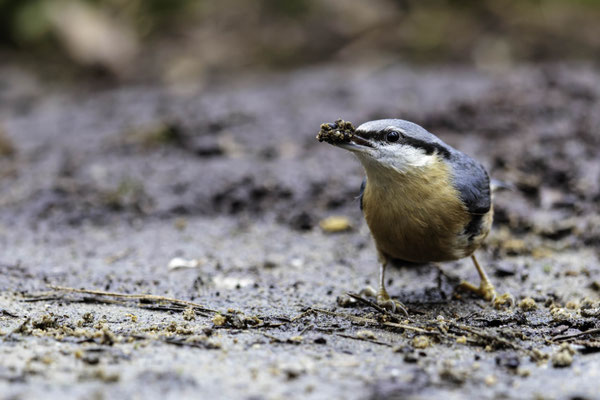 Boomklever met modder voor het nest