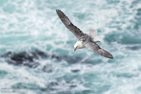 Noordse stormvogel