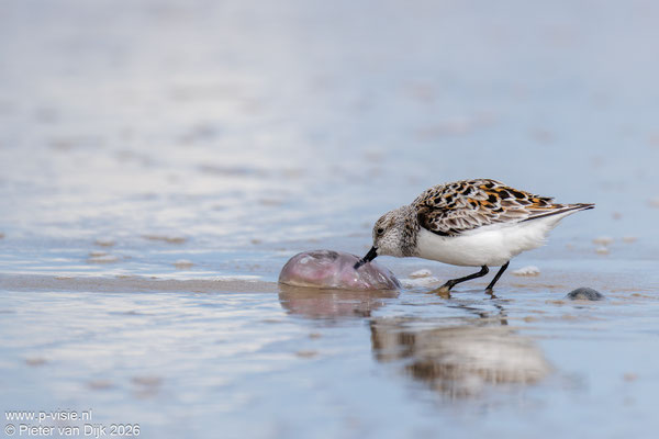 Drieteenstrandloper met kwal