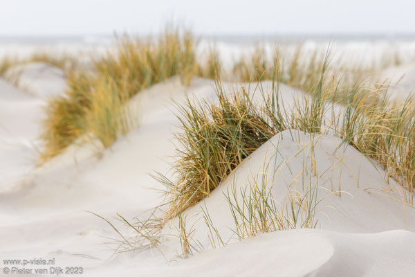 Helmgras op het strand