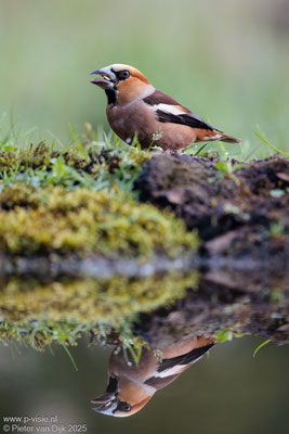 Appelvink met weerspiegeling
