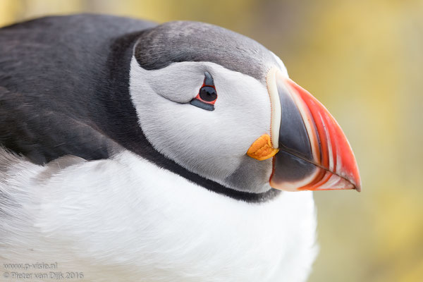 Portret van Papegaaiduiker