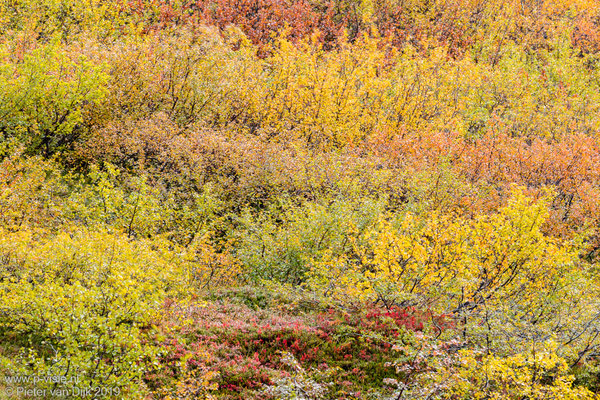 Herfstkleuren