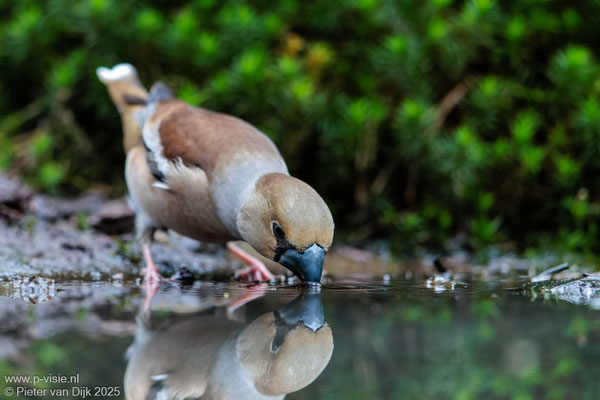 Appelvink met weerspiegeling