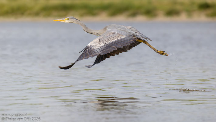 Jonge blauwe reiger