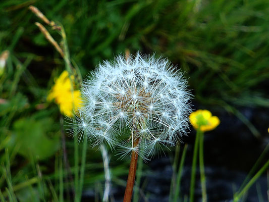 Dandelion